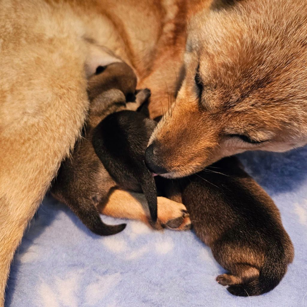 chiot Hokkaïdo Kyuden Kitsune