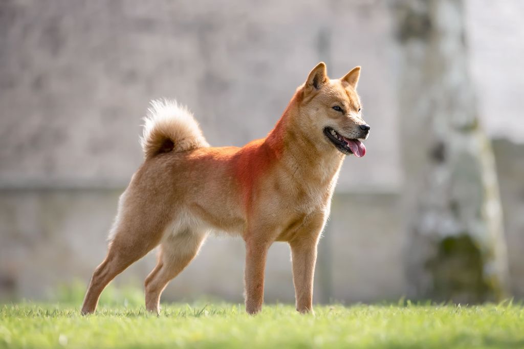 Okinawa Kyuden Kitsune