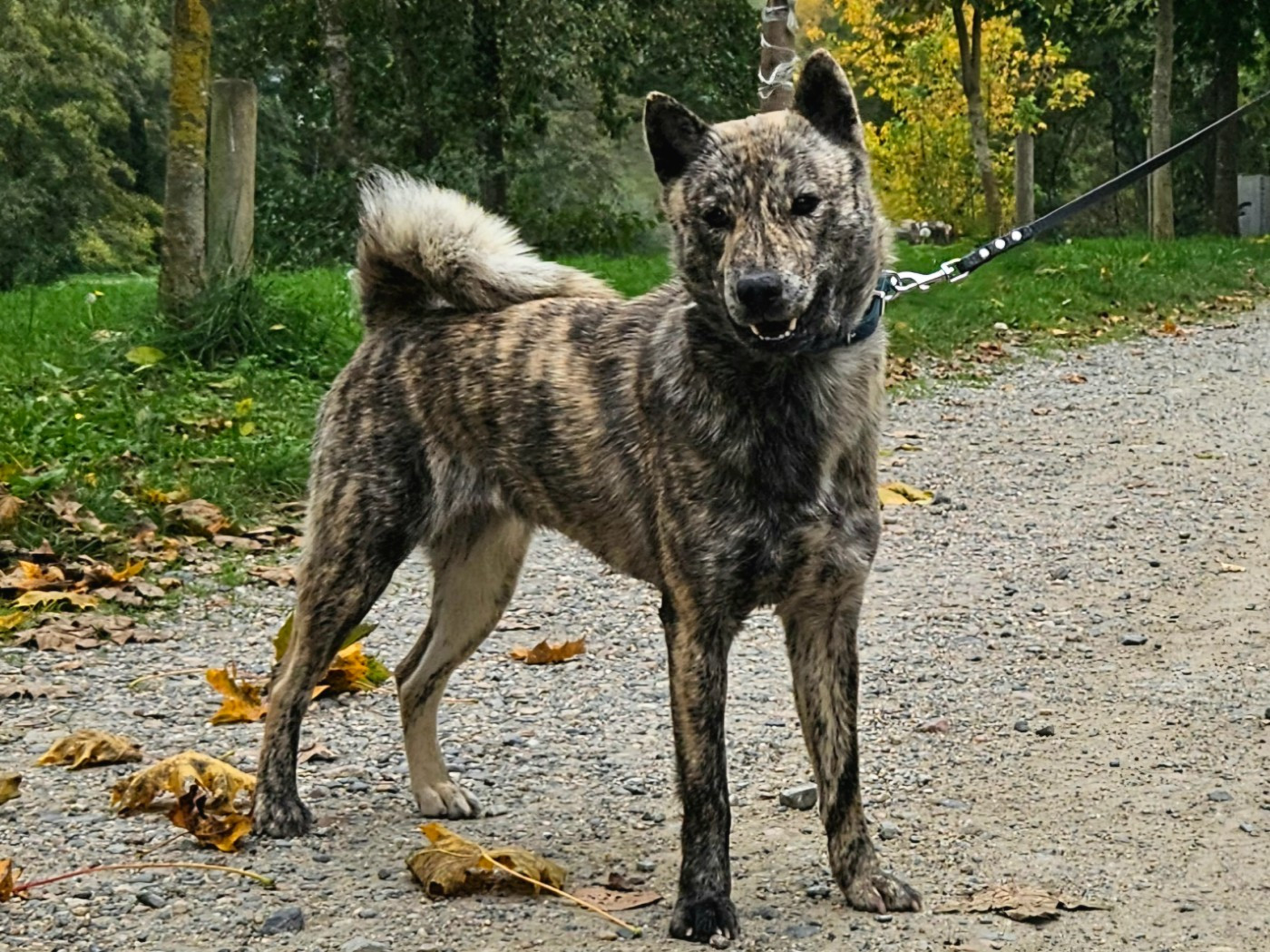 Ashiripa Kashiwa Kokiso