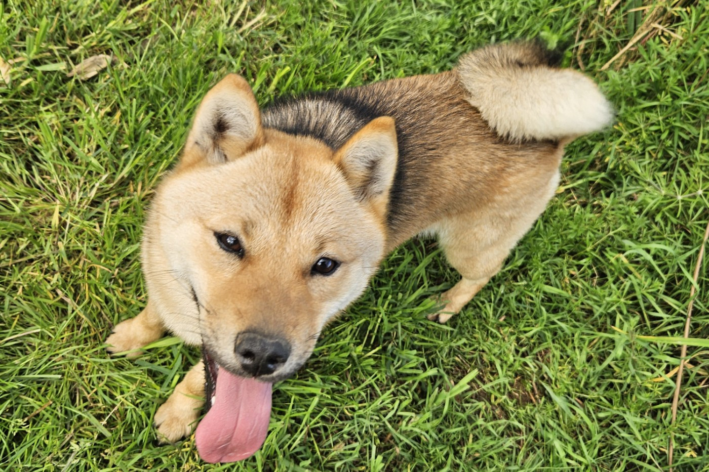 V'Wakkanai Kyuden Kitsune