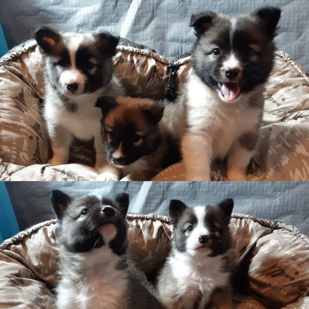 Kyuden Kitsune - Tous nos chiots sont réservés