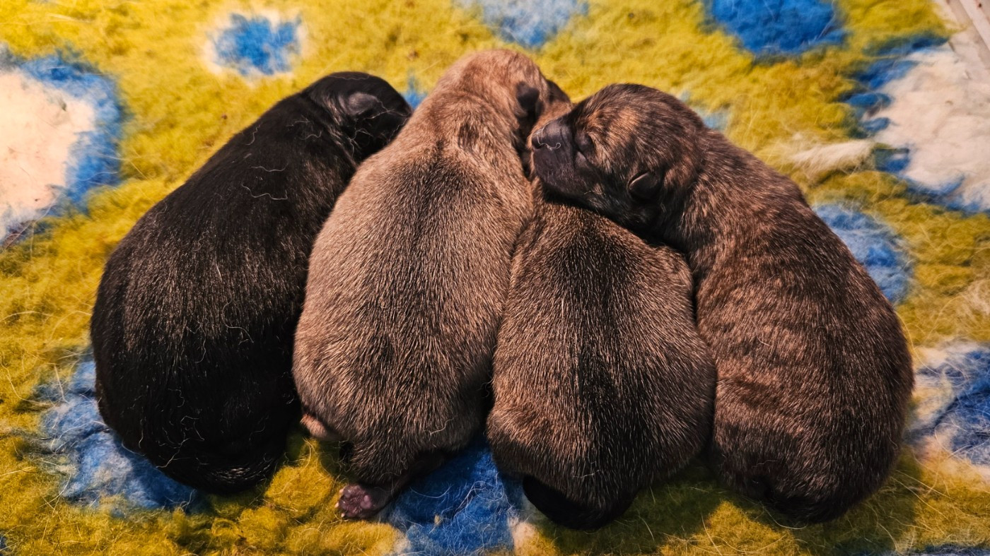 Kyuden Kitsune - Chiots disponibles - Hokkaïdo