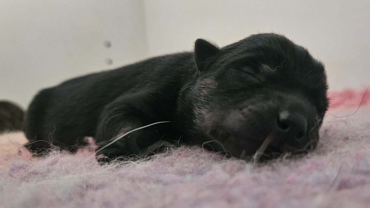 Kyuden Kitsune - Chiots disponibles - Hokkaïdo