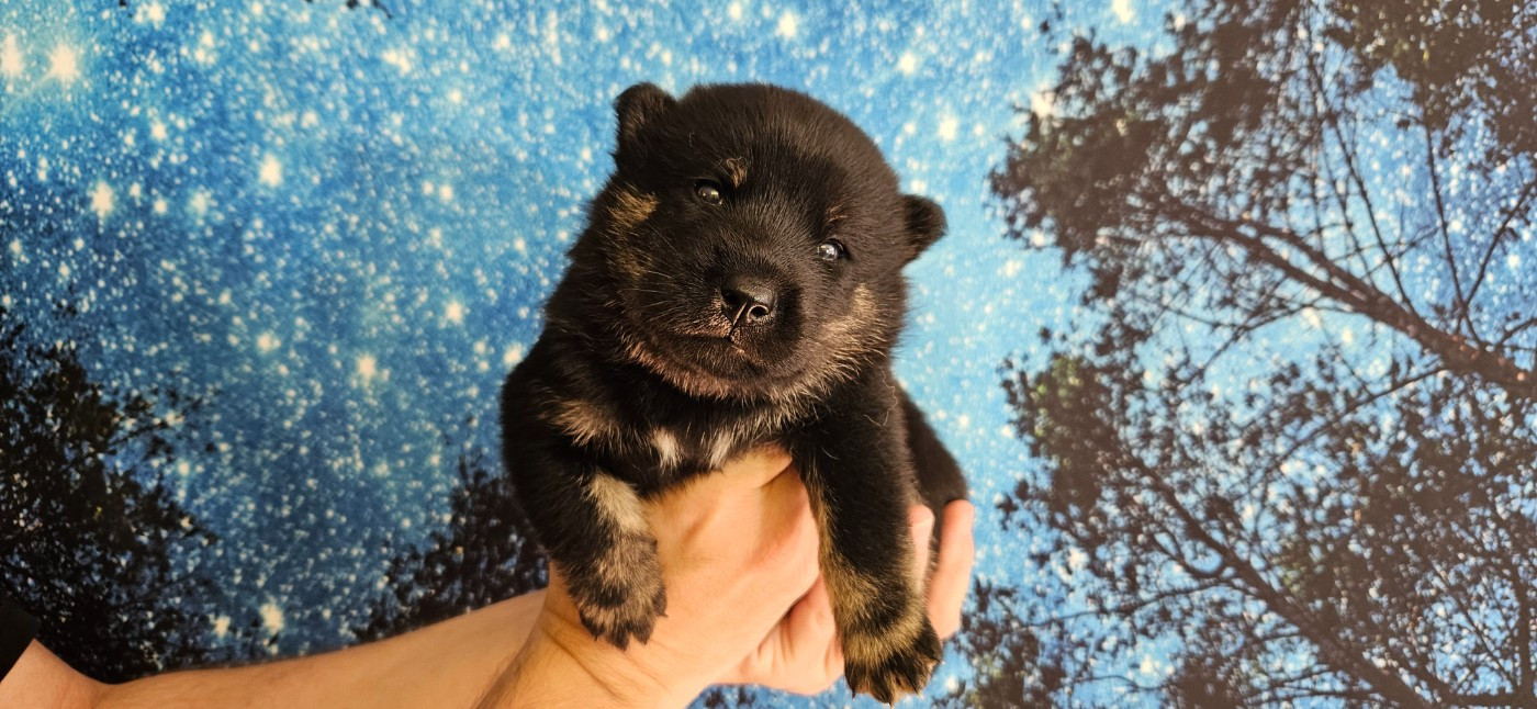 Kyuden Kitsune - Chiots disponibles - Hokkaïdo