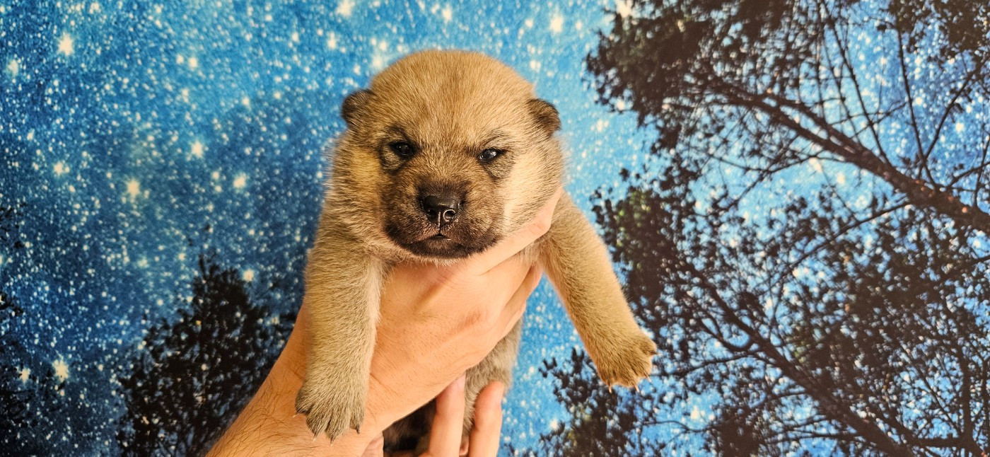 Kyuden Kitsune - Chiots disponibles - Hokkaïdo