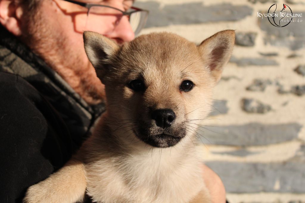 Kyuden Kitsune - Chiots disponibles - Hokkaïdo