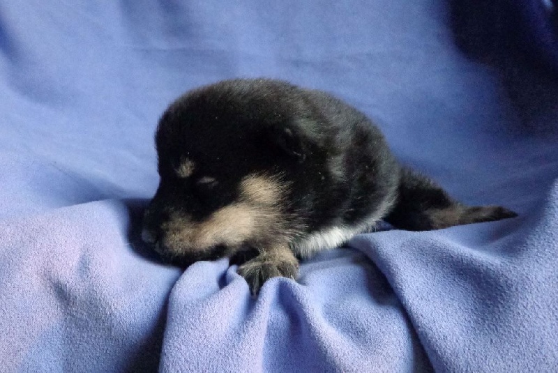 Kyuden Kitsune - Hokkaïdo - Portée née le 26/09/2015