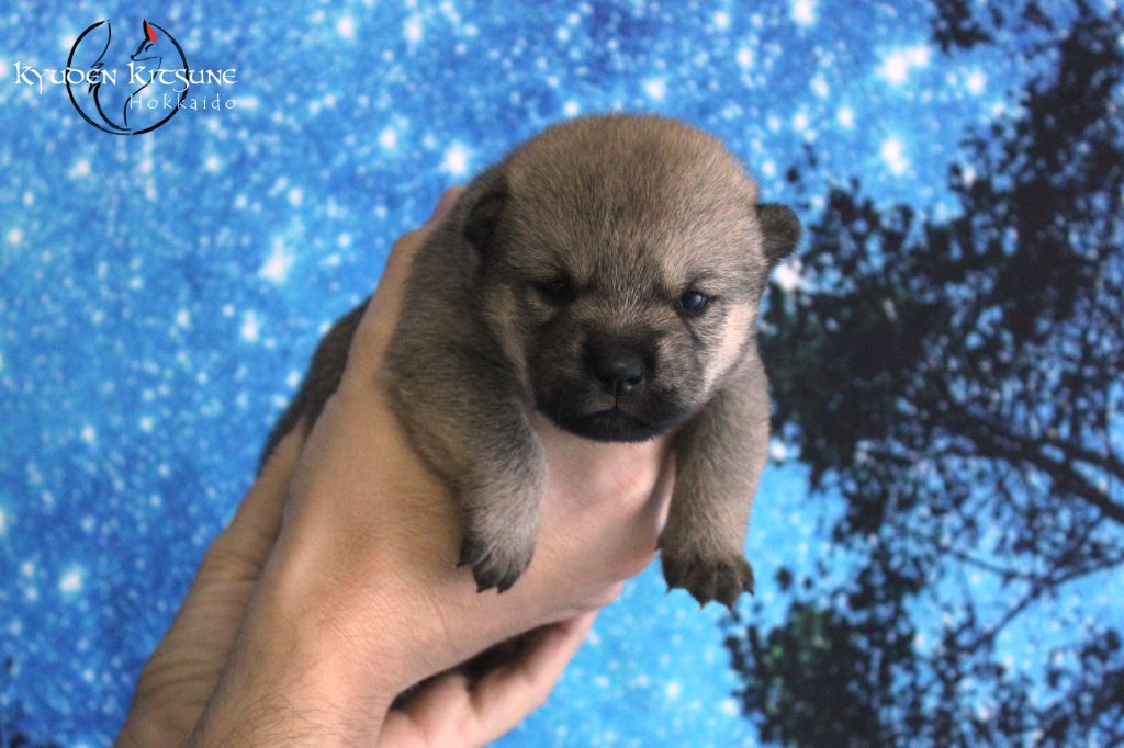 Kyuden Kitsune - Chiots disponibles - Hokkaïdo