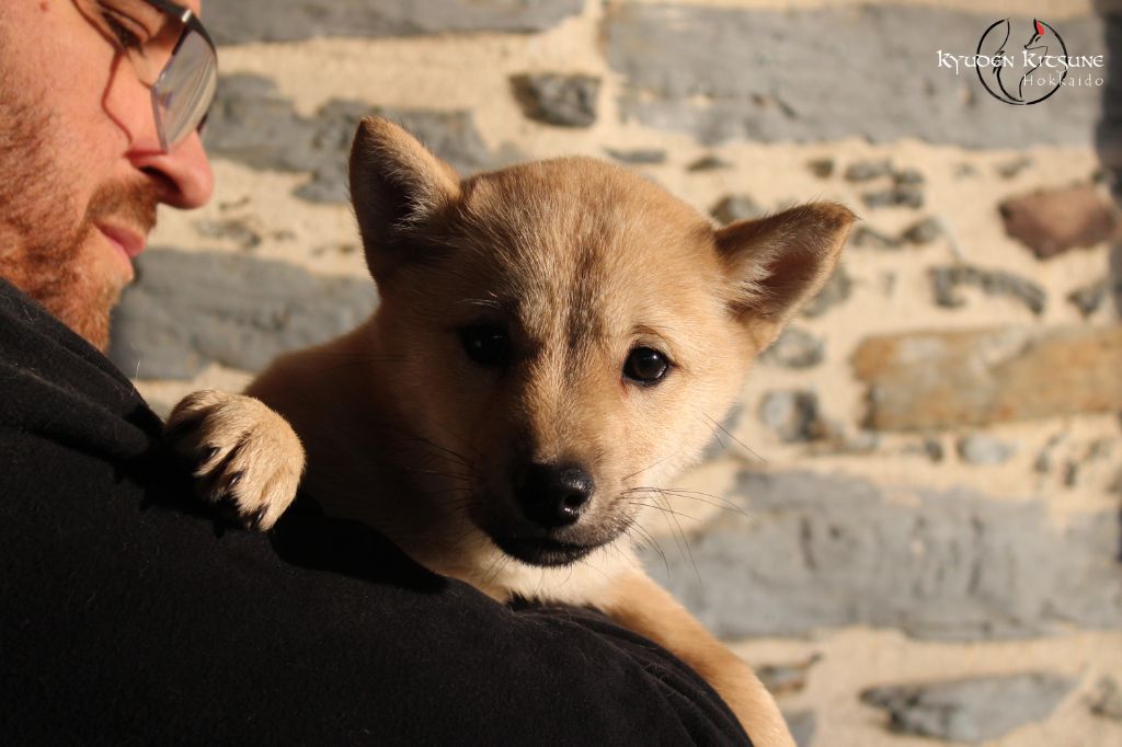 Kyuden Kitsune - Chiots disponibles - Hokkaïdo