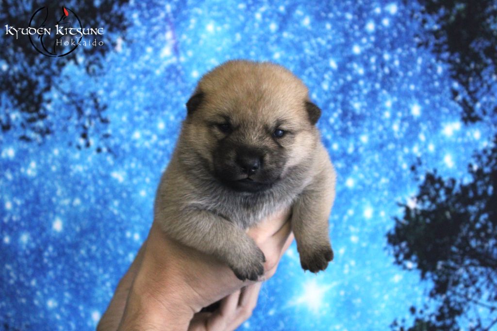 Kyuden Kitsune - Chiots disponibles - Hokkaïdo